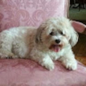 Meet your Posher, Linda